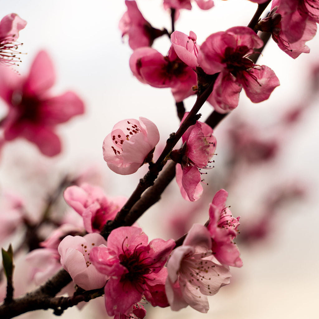 Close-up of pink blossoms on a flowering branch against a soft, blurred light background.