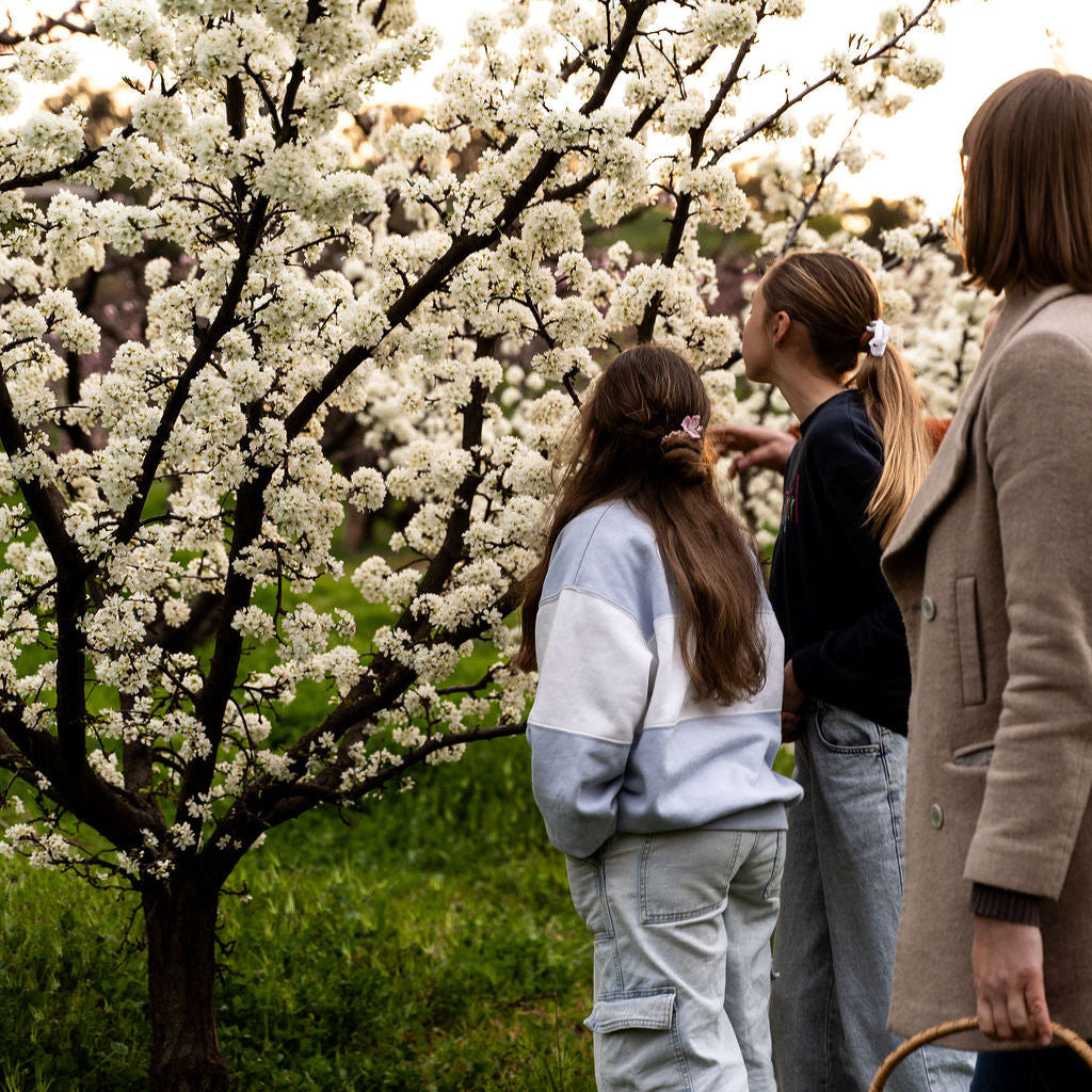 Three girls standing in a grassy field next to a blooming white plum blossom tree.