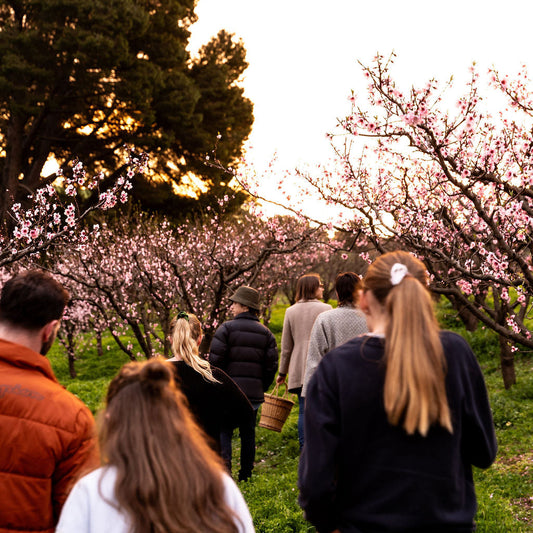 A group of people walking through a blooming stone fruit blossom orchard at sunset, viewed from behind. The scene features pink blossoms, green grass, and trees in the background.